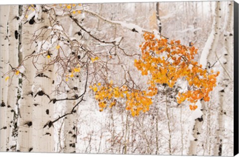 Framed Colorado, White River National Forest, Snow Coats Aspen Trees In Winter Print