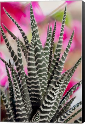 Framed Colorado, Fort Collins, Zebra Plant Succulent Print