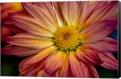 Framed Colorado, Fort Collins, Daisy Flower Close-Up 1 Print