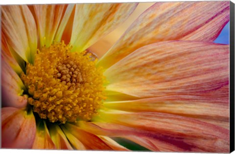 Framed Colorado, Fort Collins, Daisy Flower Close-Up 2 Print