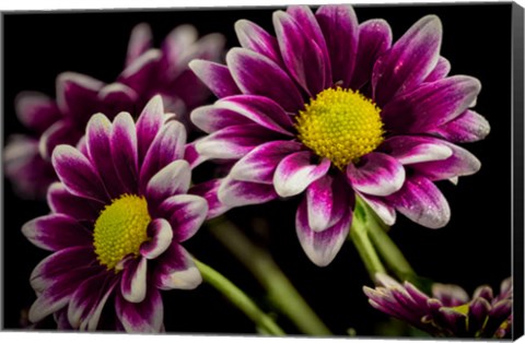 Framed Colorado, Fort Collins, Orinoco Daisies Close-Up Print