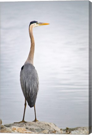 Framed Colorado, Great Blue Heron Print