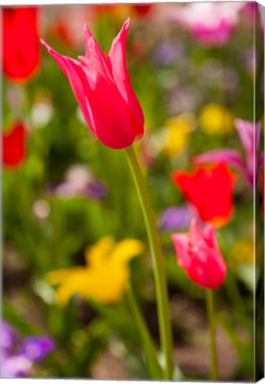 Framed Spring Flowers On Pearl Street, Colorado Print