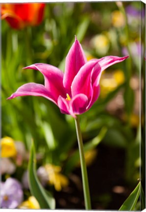 Framed Spring Flowers On Pearl Street, Boulder, Colorado Print