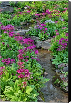 Framed Marsh Primrose Along Small Stream, Winterthur Gardens, New Castle County, Delaware Print