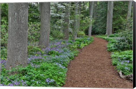 Framed Mt, Cuba Center, Hockessin, Delaware, Along The Woods Path Rimmed By Wildflowers Print