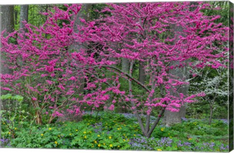 Framed Redbud Tree In Full Bloom, Mt, Cuba Center, Hockessin, Delaware Print