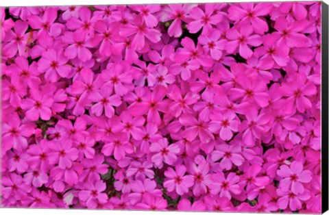 Framed Pink Phlox, Mt, Cuba Center, Hockessin, Delaware Print