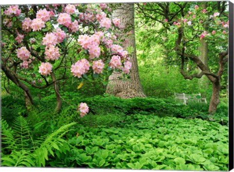 Framed Rhododendrons And Trees In A Park Setting Print