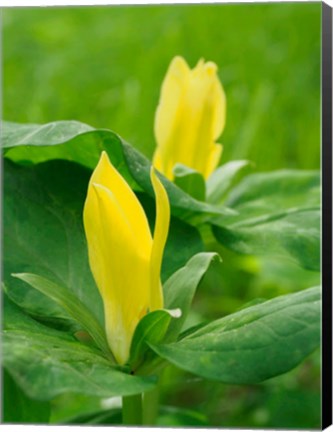 Framed Yellow Trillium, Trillium Erectum, Growing In A Wildflower Garden Print