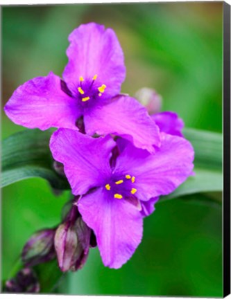 Framed Purple Virginia Spiderwort, Tradescantia Virginiana Growing In A Wildflower Garden Print