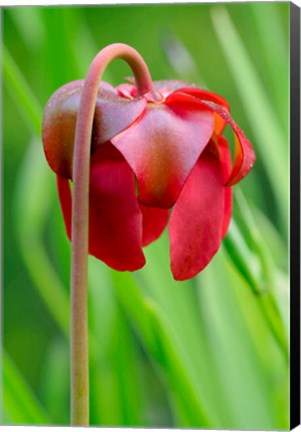 Framed Red Flower Of The Pitcher Plant (Sarracenia Rubra), A Carnivorous Plant Print