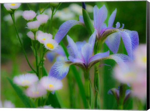 Framed Iris And Wildflowers Print