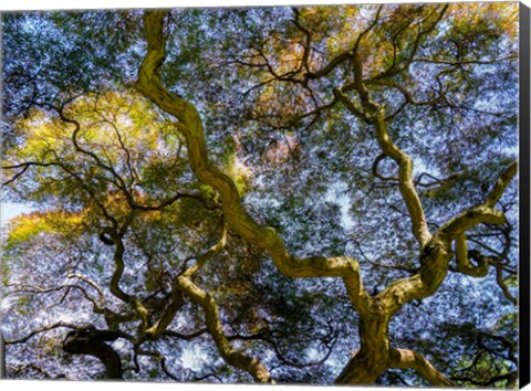 Framed Looking Up At The Sky Through A Japanese Maple Print