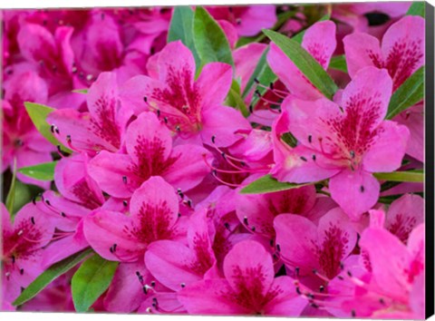 Framed Hot Pink Azaleas In A Garden Print