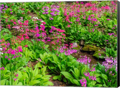 Framed Very Boggy Quarry Garden With Giant Candelabra Primroses Print