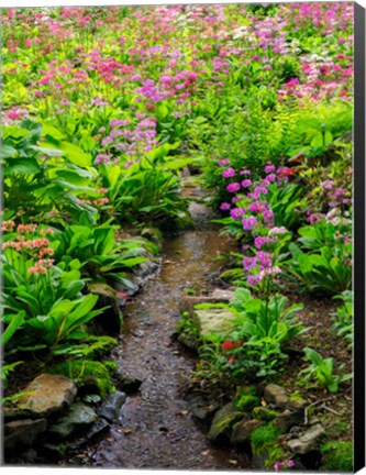 Framed Boggy Quarry Garden With Giant Candelabra Primroses, Primula X Bulleesiana Hybrid Print