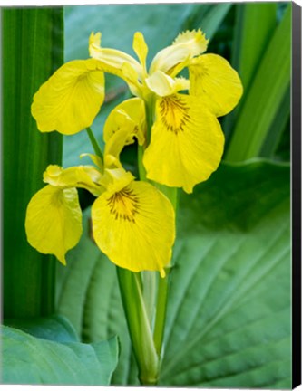 Framed Yellow Iris In A Boggy Environment Print