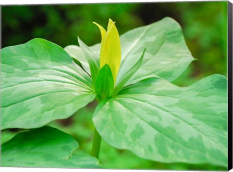 Framed Delaware, A Yellow Trillium, Trillium Erectum, T, Luteum, Growing In A Wildflower Garden Print