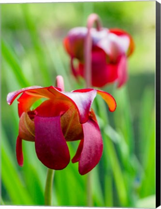 Framed Delaware, The Red Flower Of The Pitcher Plant (Sarracenia Rubra), A Carnivorous Plant Print