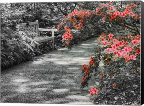 Framed Delaware, Walkway In A Garden With Azaleas And A Park Bench Print