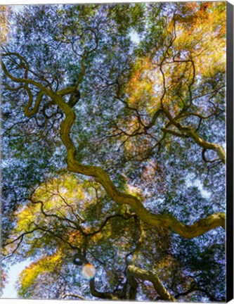 Framed Delaware, Looking Up At The Sky Through A Japanese Maple Print