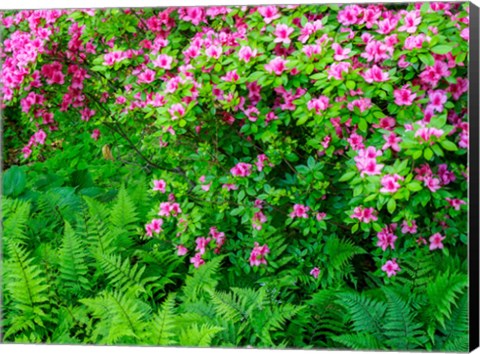 Framed Delaware, Azalea Shrub With Ferns Below In A Garden Print