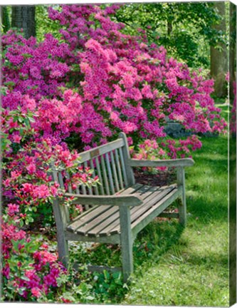 Framed Delaware, A Dedication Bench Surrounded By Azaleas In A Garden Print