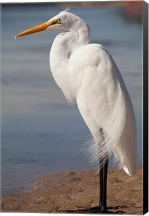 Framed Great Egret (Ardea Alba) On Tigertail Beach Lagoon, Marco Island, Florida Print
