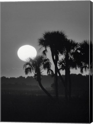 Framed Palm Trees And Sunrise, Florida Print