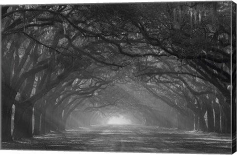 Framed Georgia, Savannah, Wormsloe Plantation Drive In The Early Morning With Rays Of The Sun Print