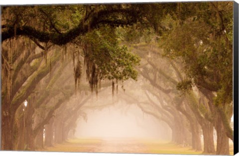 Framed Georgia, Savannah, Wormsloe Plantation Drive In The Early Morning Fog Print