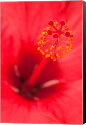 Framed Hawaii, Kauai, Detail Of Hibiscus Flower Print