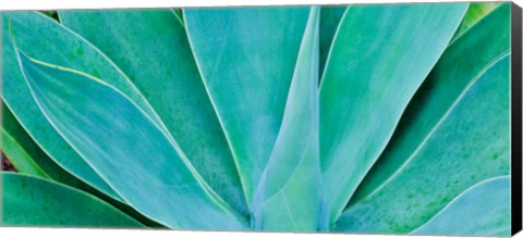 Framed Kauai, Hawaii, Panorama Of Agave Print