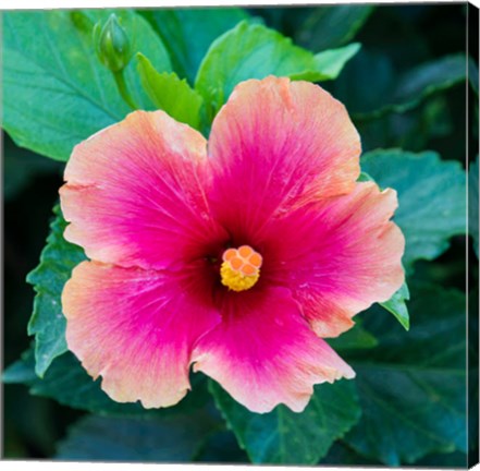 Framed Tropical Hibiscus Flower, Maui, Hawaii Print