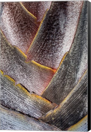 Framed Fan Detail Of Travelers Palm Tree, Maui, Hawaii Print