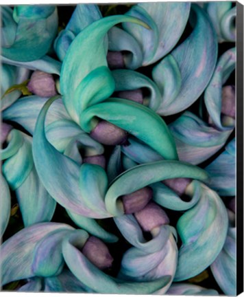 Framed Grouping Flowers Of The Jade Vine, Maui, Hawaii Print