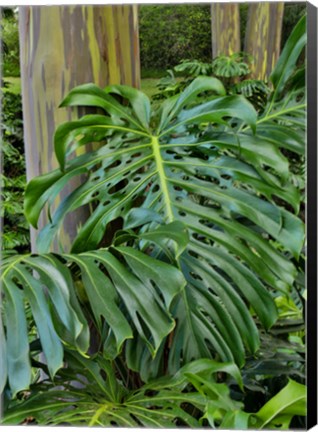 Framed Split Leaf Philodendron And Rainbow Eucalyptus Tree, Kula Botanical Gardens, Maui, Hawaii Print