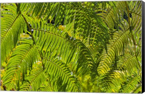 Framed Kula Botanical Gardens, Upcountry, Maui, Hawaii Print