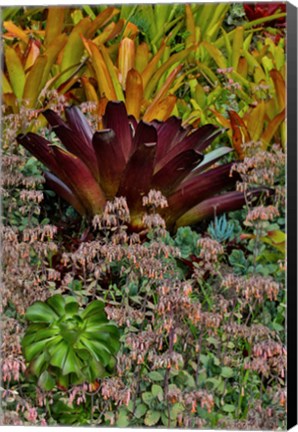 Framed Bromeliad Planting On Hillside, Upcountry, Maui, Hawaii Print