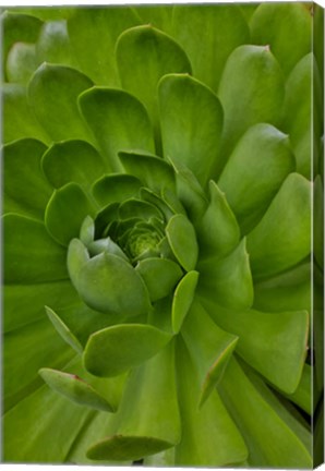 Framed Succulent Close-Up, Upcountry, Maui, Hawaii Print