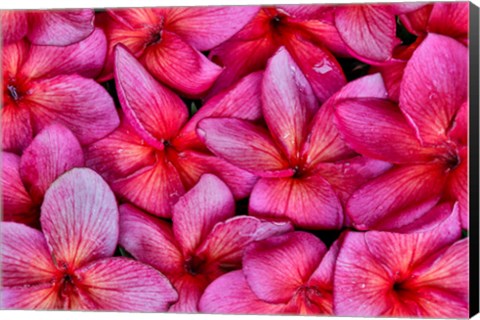 Framed Plumeria Flower Grouping, Maui, Hawaii Print