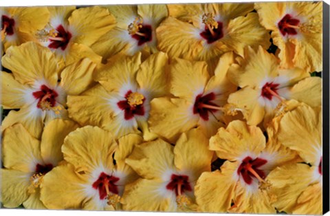 Framed Yellow Hibiscus Flower Grouping, Maui, Hawaii Print