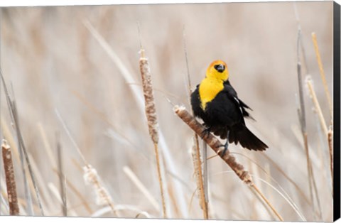 Framed Idaho, Market Lake Wildlife Management Area, Yellow-Headed Blackbird On Cattail Print