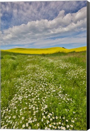 Framed Large Field Of Canola On The Washington State And Idaho Border Near Estes, Idaho Print