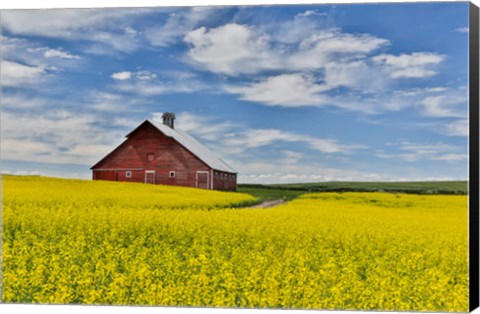 Framed Red Barn In Canola Field Near Genesee, Idaho, Print