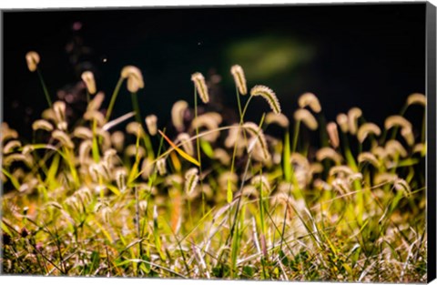 Framed Backlit Grass Seedhead Print