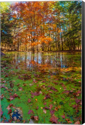 Framed Fall Foliage Reflection In Lake Water Print