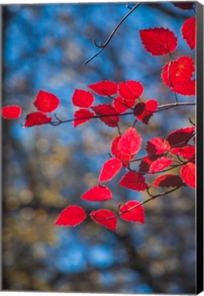 Framed Red Leaves On Tree Branch Against Blue Sky Print