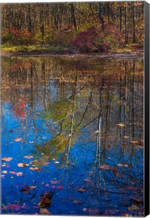 Framed Fall Foliage Reflection In Lake Water Print